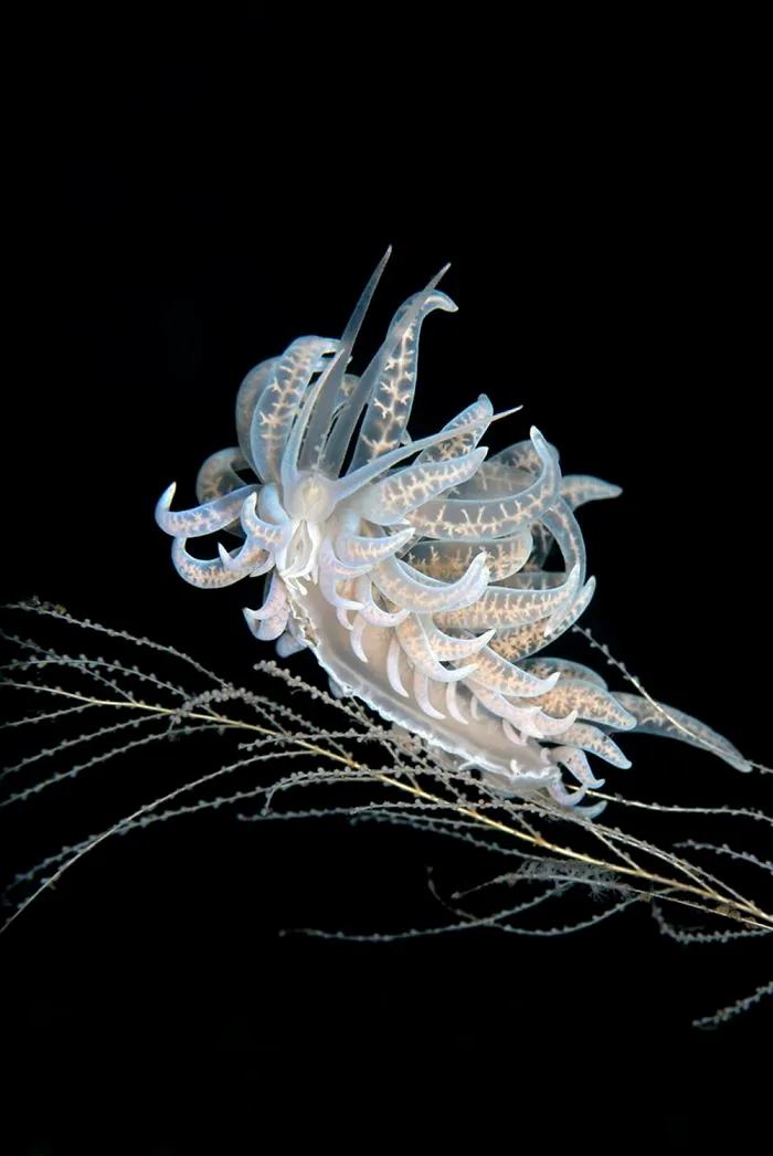 Second Place In Macro - Yury Ivanov, Bali, Indonesia
