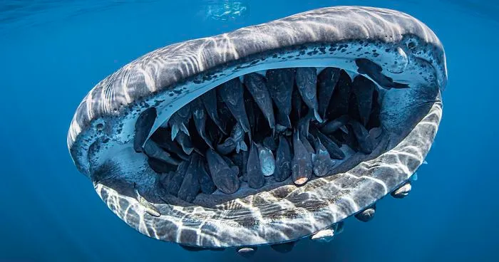 Photo Of Whale Shark With 50+ Fish In its Mouth Wins Grand Prize In Underwater Photo Contest