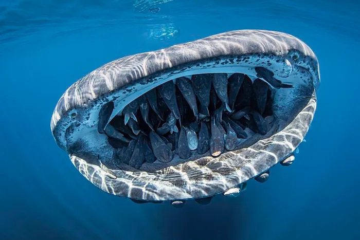 Grand Prize Winner - Evans Baudin, Baja California, Mexico