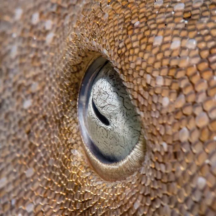 Third Place In Macro - Robert Stansfield, Banco Chinchorro, Mexico