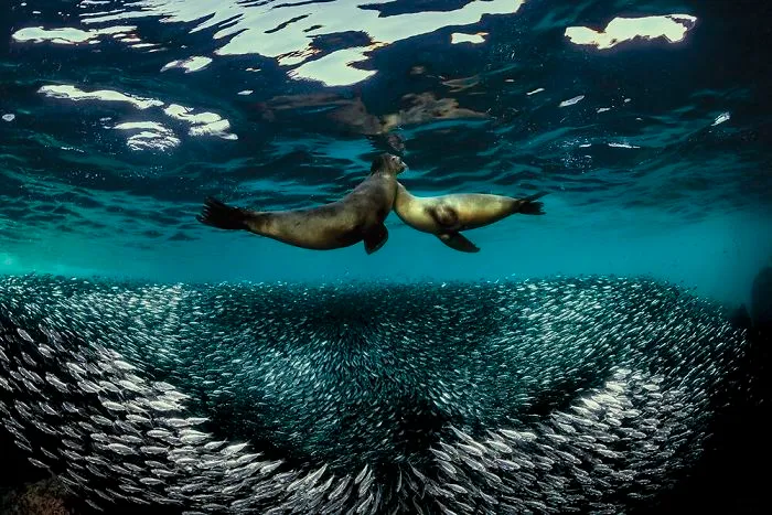 Third Place In Wide-Angle - Raffaele Livornese, Baja California, Mexico