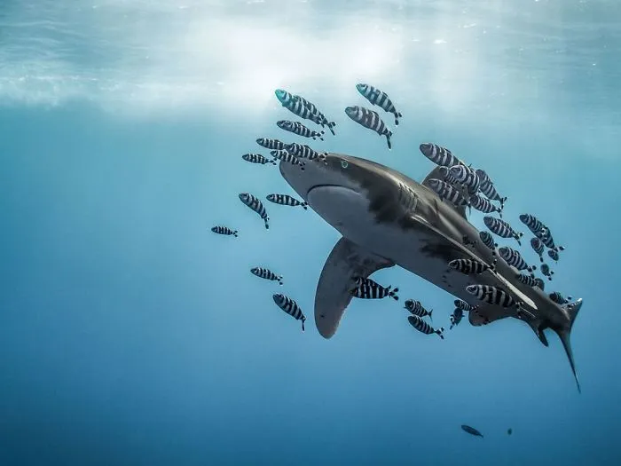 Honorable Mention - Martina Andres, Red Sea