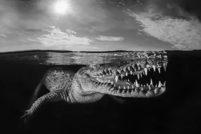 Honorable Mention - Massimo Georgette, Jardines De La Reina, Cuba