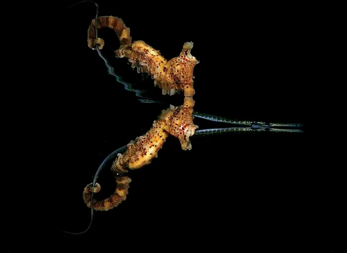 First Place In Behavior - Jules Casey, Port Phillip Bay, Australia