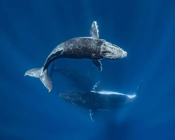 Honorable Mention - Sean Steiniger, Ha‘Apai Island Chain, Tonga
