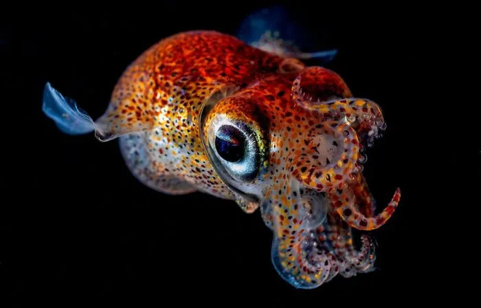 Honorable Mention - Andrey Shpatak, Sea Of Japan