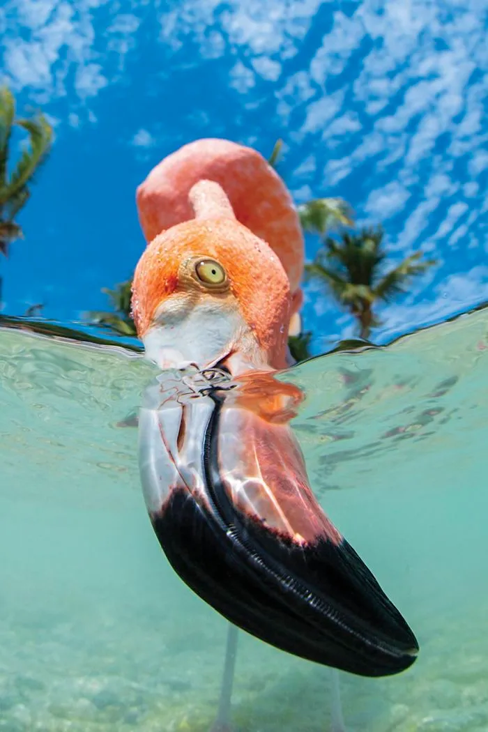 Honorable Mention - Chris Gug, Bonaire