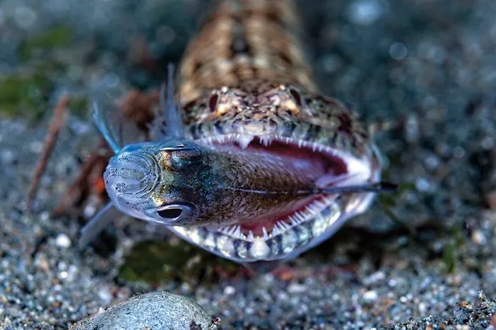 Second Place In Behavior - Jerry Arriaga, Ambon Bay, Indonesia