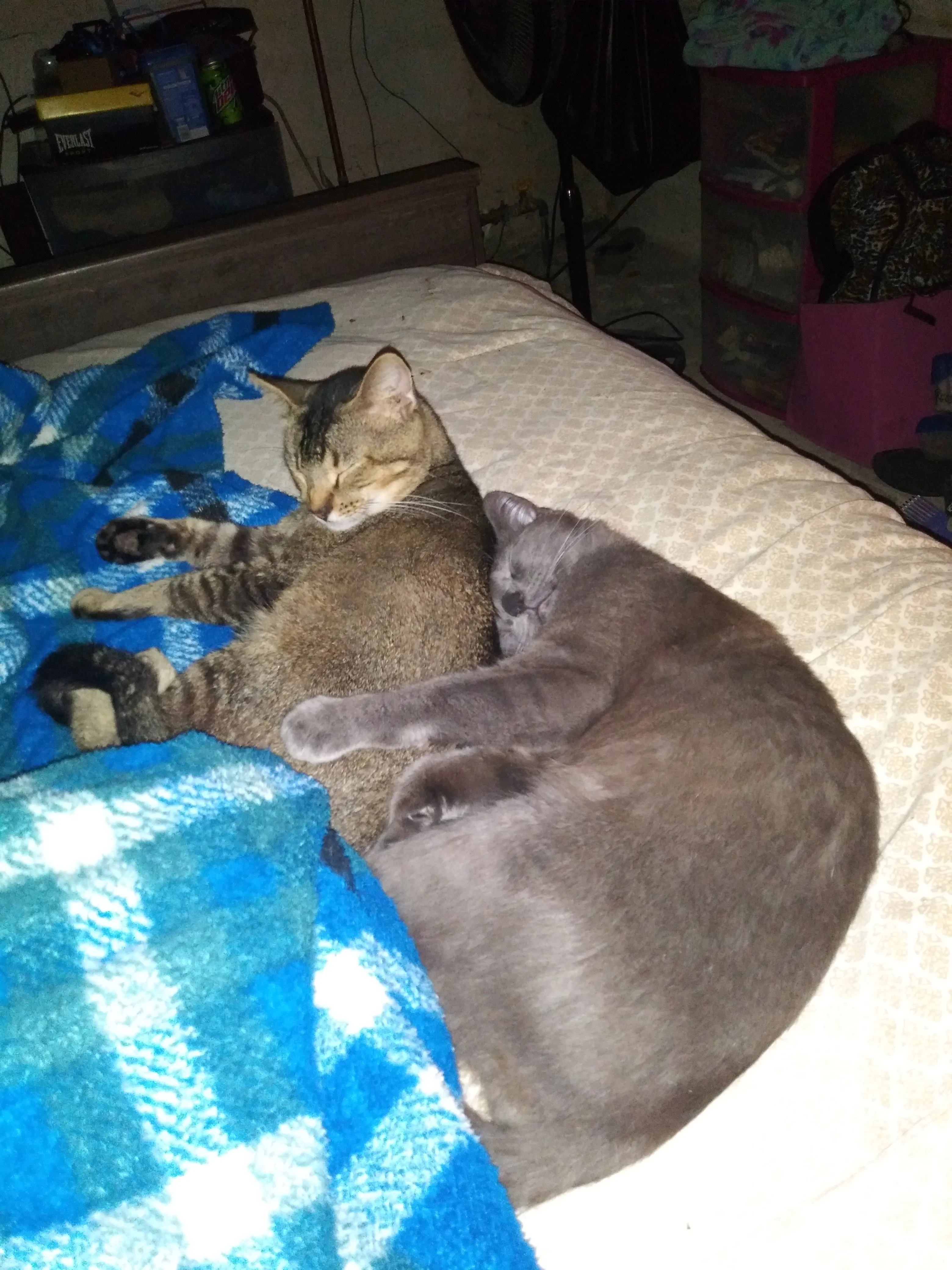 2 Rare Breed Cats