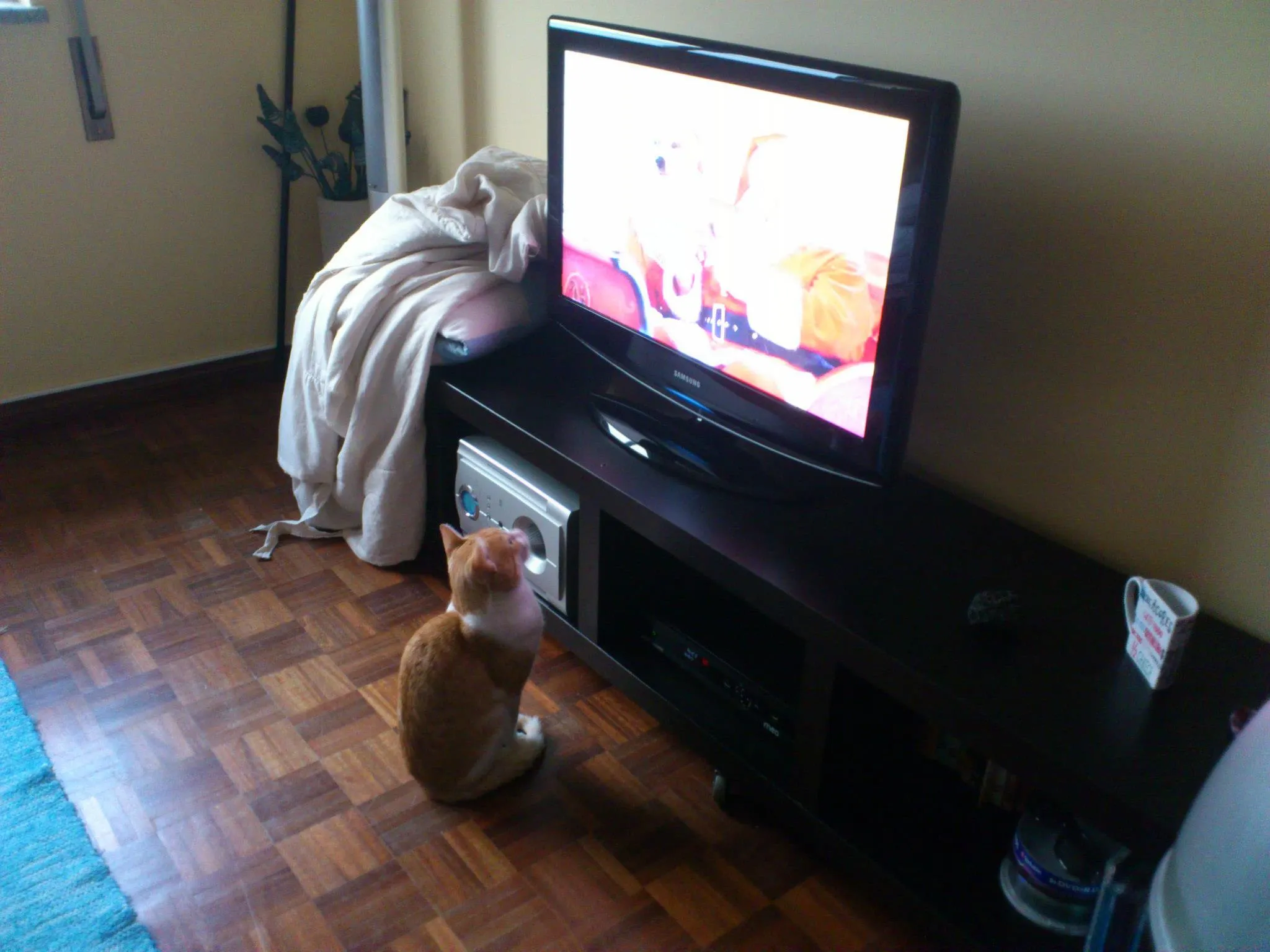 My Lovely Cats