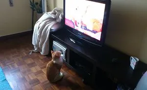 My Lovely Cats