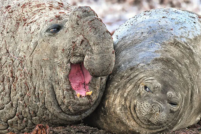 The Finalists Of The 2020 Comedy Wildlife Photography Awards Have Been Announced And They Might Crack You Up