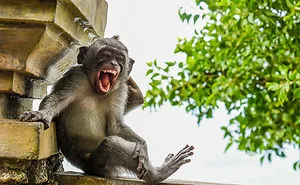 The Finalists Of The 2020 Comedy Wildlife Photography Awards Have Been Announced And They Might Crack You Up