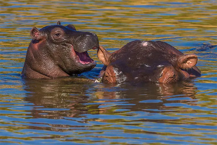 The Finalists Of The 2020 Comedy Wildlife Photography Awards Have Been Announced And They Might Crack You Up