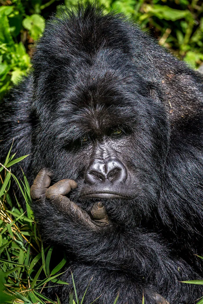 The Finalists Of The 2020 Comedy Wildlife Photography Awards Have Been Announced And They Might Crack You Up