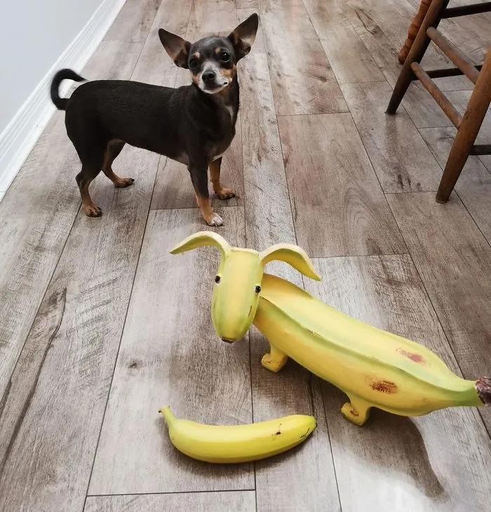 He comprado un perro plátano en una venta vecinal