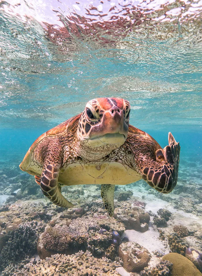 Han sido anunciados los finalistas de los Premios de fotografía Comedy Wildlife 2020 y te harán reír mucho