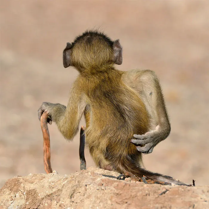 The Finalists Of The 2020 Comedy Wildlife Photography Awards Have Been Announced And They Might Crack You Up