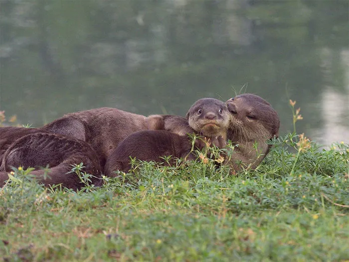 Han sido anunciados los finalistas de los Premios de fotografía Comedy Wildlife 2020 y te harán reír mucho