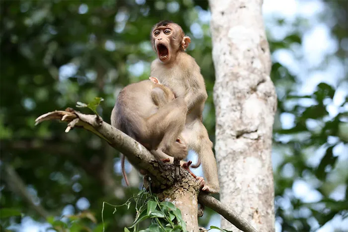 The Finalists Of The 2020 Comedy Wildlife Photography Awards Have Been Announced And They Might Crack You Up