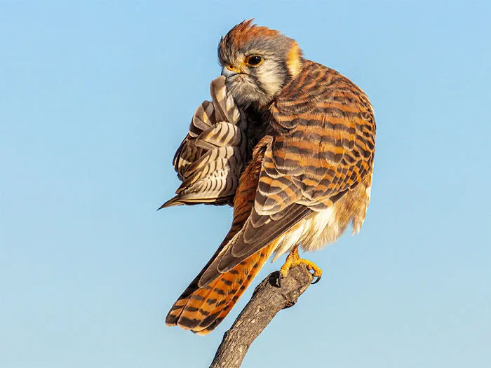 Han sido anunciados los finalistas de los Premios de fotografía Comedy Wildlife 2020 y te harán reír mucho