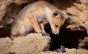 The Finalists Of The 2020 Comedy Wildlife Photography Awards Have Been Announced And They Might Crack You Up