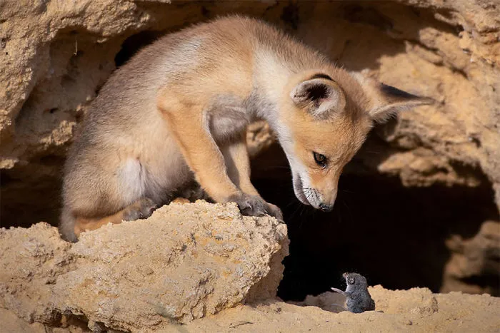 Han sido anunciados los finalistas de los Premios de fotografía Comedy Wildlife 2020 y te harán reír mucho