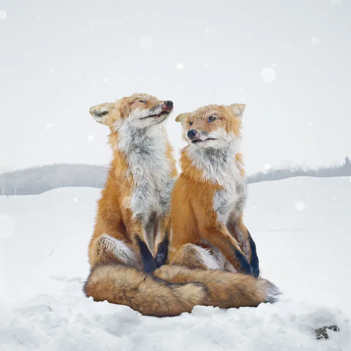 37 Surreal And Magical Animal Images By Simen Johan