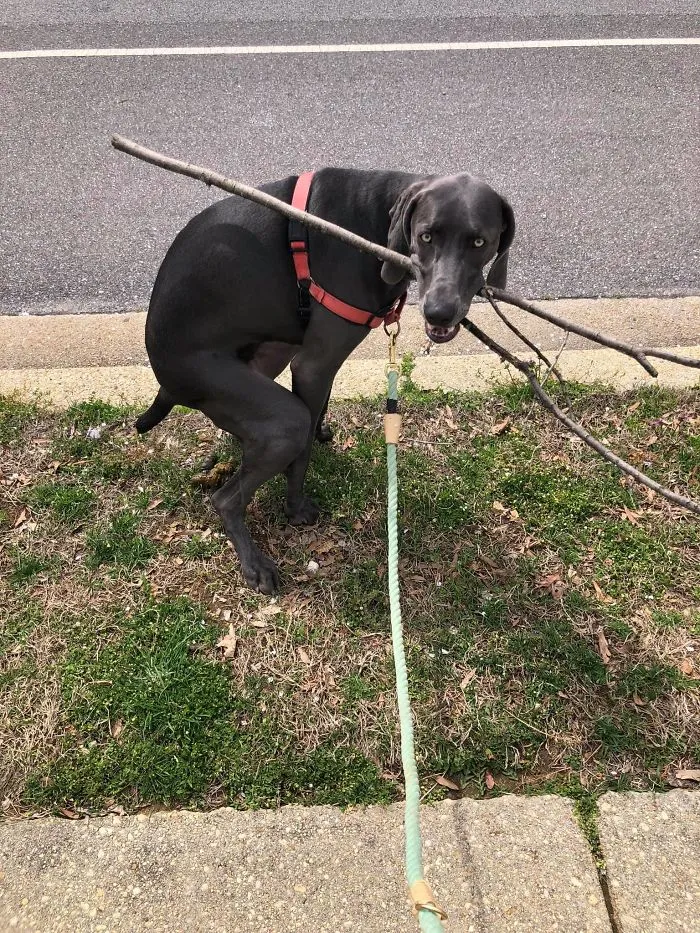 People Are Sharing The Most Unflattering Pics Of Their Dogs And It’s Hilarious (30 Pics)