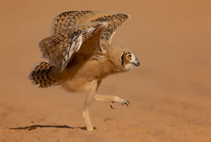 The Finalists Of The 2020 Comedy Wildlife Photography Awards Have Been Announced And They Might Crack You Up