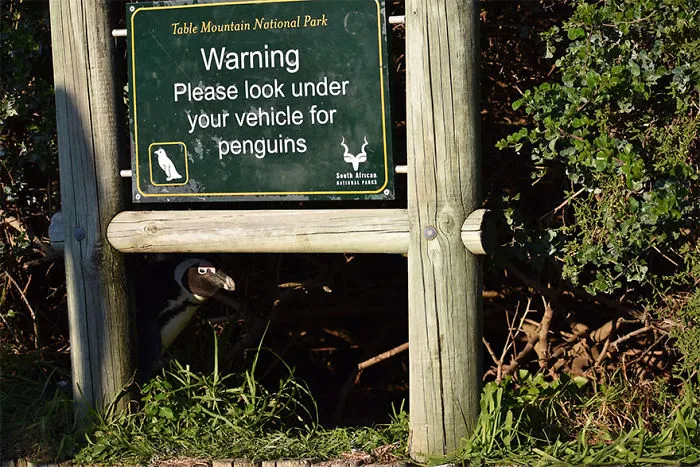 The Finalists Of The 2020 Comedy Wildlife Photography Awards Have Been Announced And They Might Crack You Up