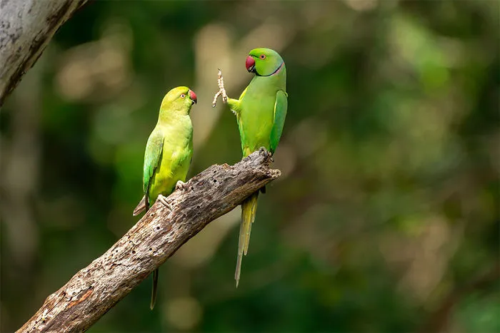 Comedy-Wildlife-Photography-Contest-2020-Finalist
