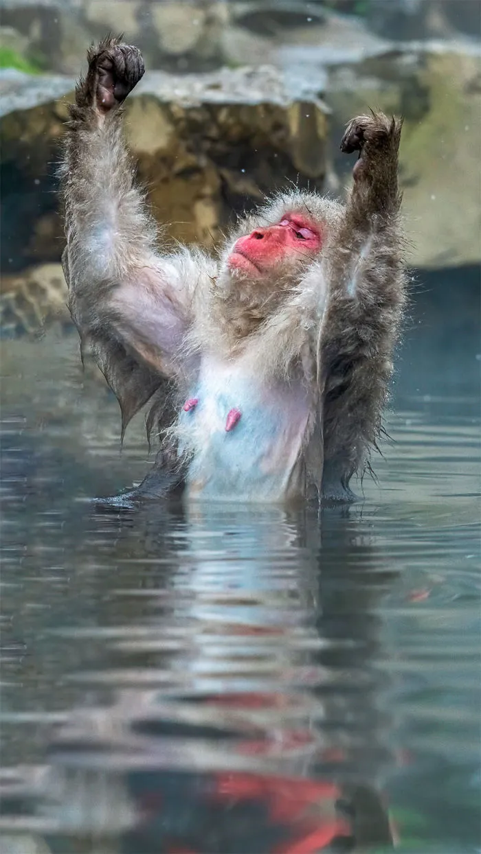 The Finalists Of The 2020 Comedy Wildlife Photography Awards Have Been Announced And They Might Crack You Up