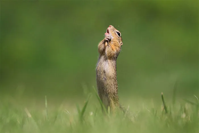 Comedy-Wildlife-Photography-Contest-2020-Finalist