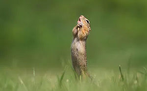 The Finalists Of The 2020 Comedy Wildlife Photography Awards Have Been Announced And They Might Crack You Up