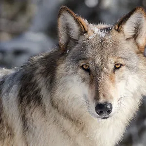 Wolf_child