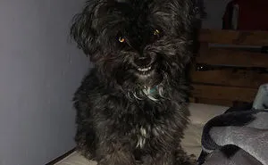 50 Times Pets Almost Gave Their Owner A Heart Attack By How Terrifying They Looked