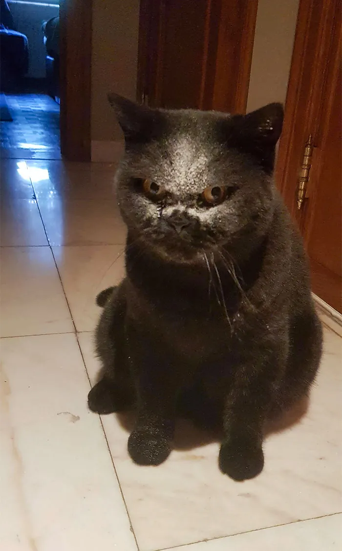 Brigand se metió la cabeza en el tarro de las golosinas (de pollo liofilizado) y ahora parece un demonio y, oh Dios mío, me estoy muriendo