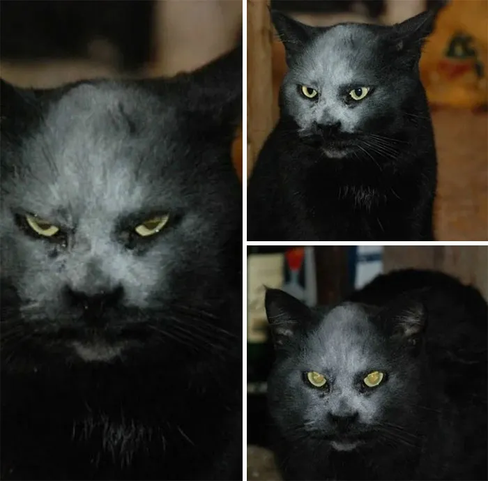 No es un demonio. Es sólo un gato manchado de harina