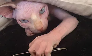 50 Times Pets Almost Gave Their Owner A Heart Attack By How Terrifying They Looked