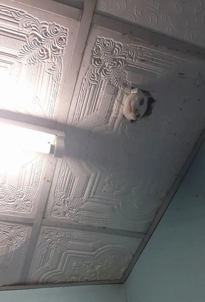 Eso me puso los pelos como escarpias