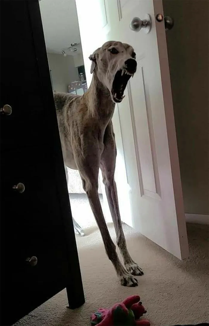 Este perro con su boca abierta