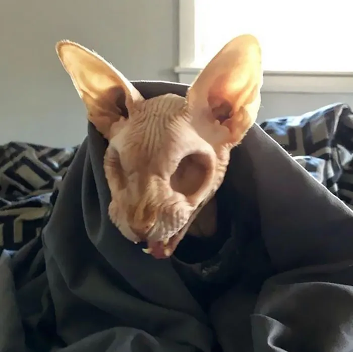 Esfinge sin ojos