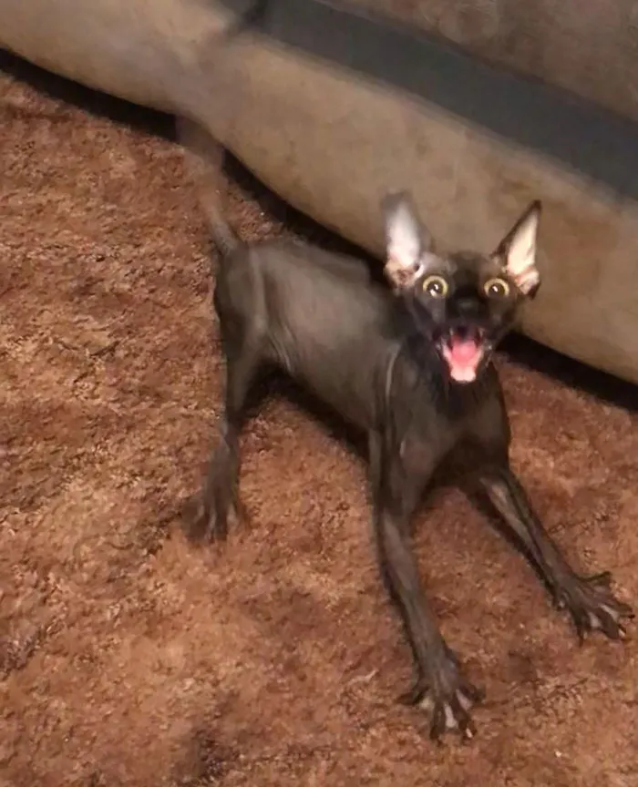 Petrie pensó que el peinado de mi novia era algo que se lo iba a comer, y este es el fotograma congelado del video que obtuvimos