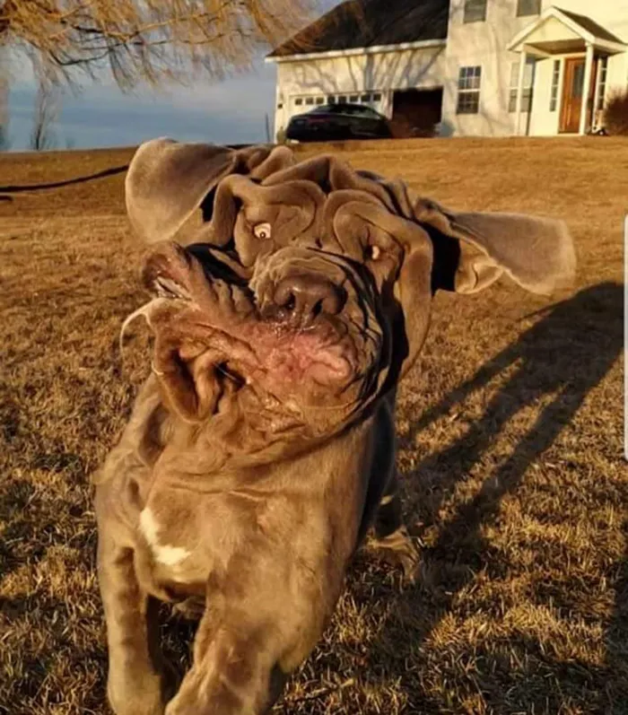 People Are Sharing The Most Unflattering Pics Of Their Dogs And It’s Hilarious (30 Pics)