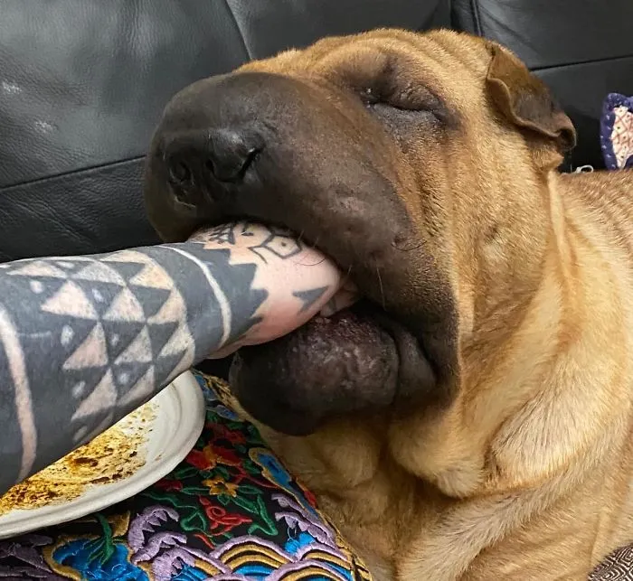 People Are Sharing The Most Unflattering Pics Of Their Dogs And It’s Hilarious (30 Pics)