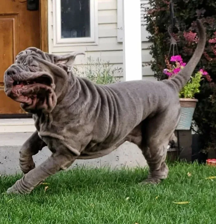 People Are Sharing The Most Unflattering Pics Of Their Dogs And It’s Hilarious (30 Pics)