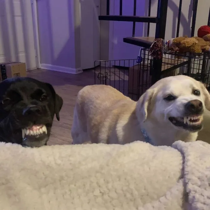 People Are Sharing The Most Unflattering Pics Of Their Dogs And It’s Hilarious (30 Pics)