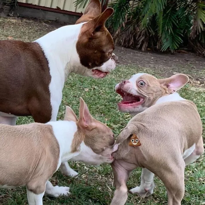 People Are Sharing The Most Unflattering Pics Of Their Dogs And It’s Hilarious (30 Pics)