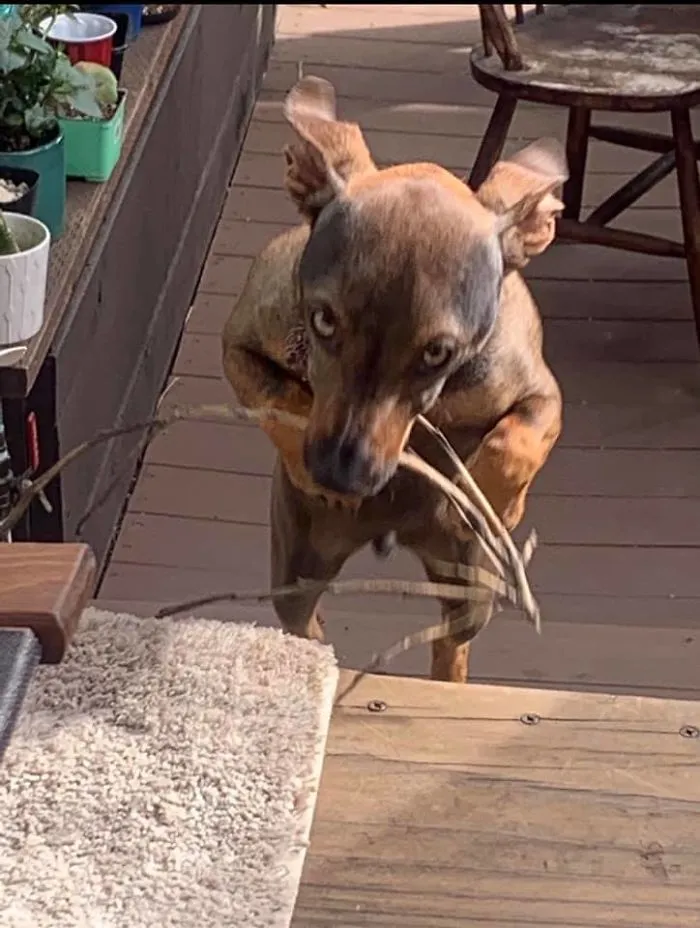 People Are Sharing The Most Unflattering Pics Of Their Dogs And It’s Hilarious (30 Pics)